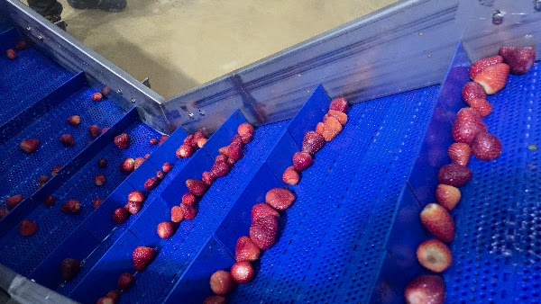 Strawberry line video