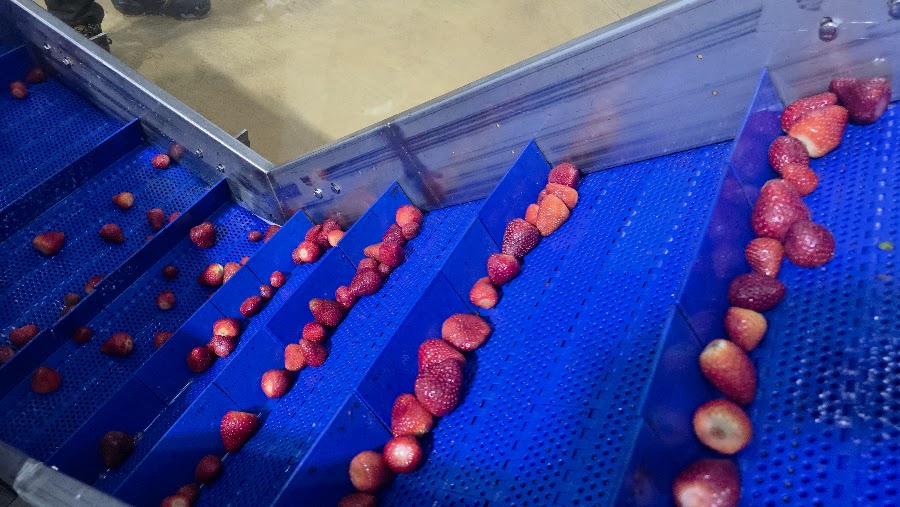 Watch SANAM IQF strawberry washing line in operation — video