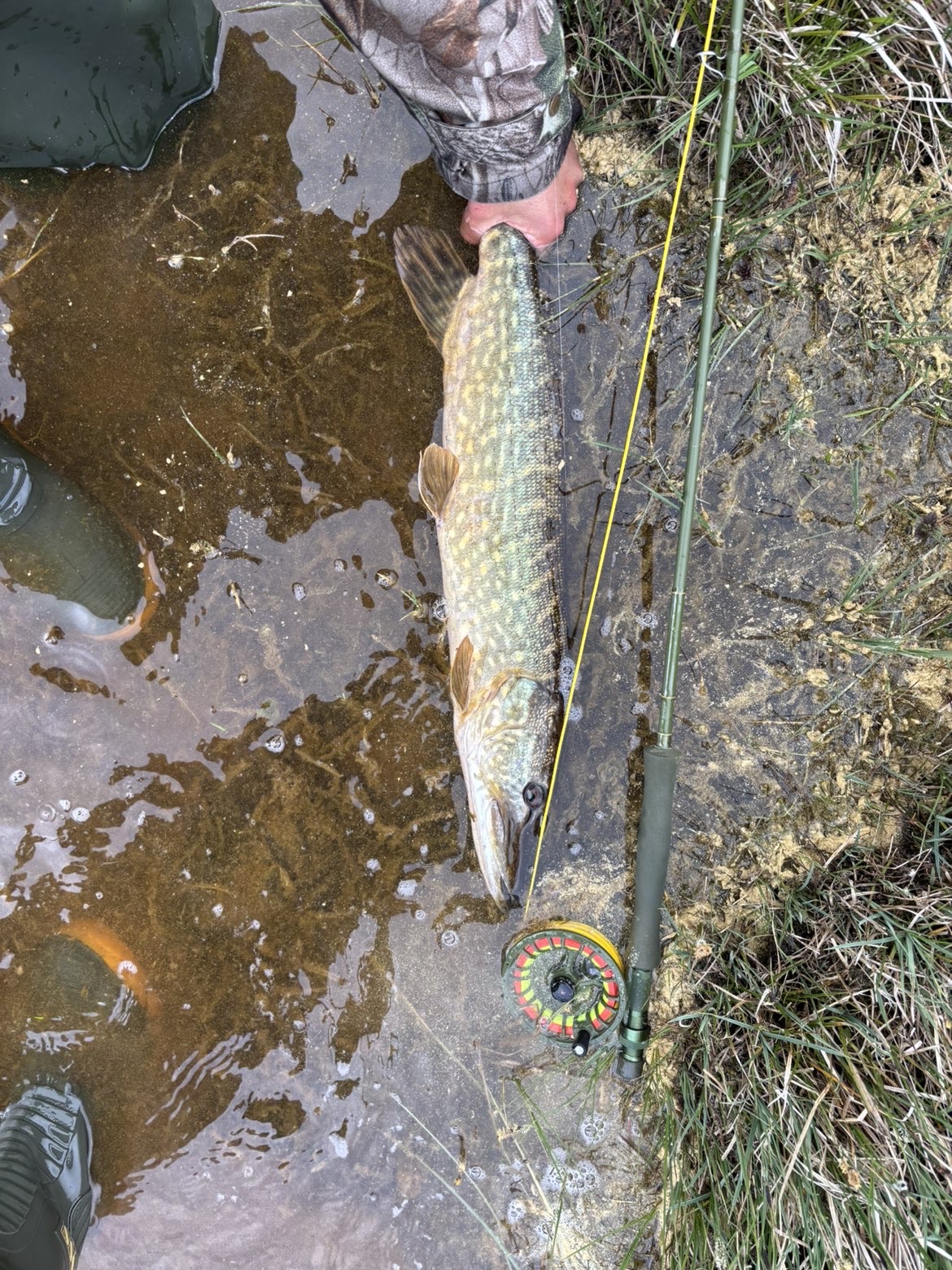 Kael Ferguson with a Pike caught fly fishing
