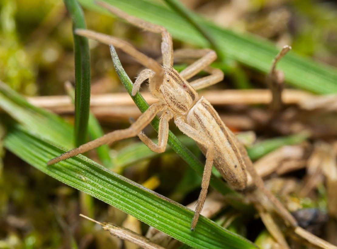 Tibellus cf oblongus