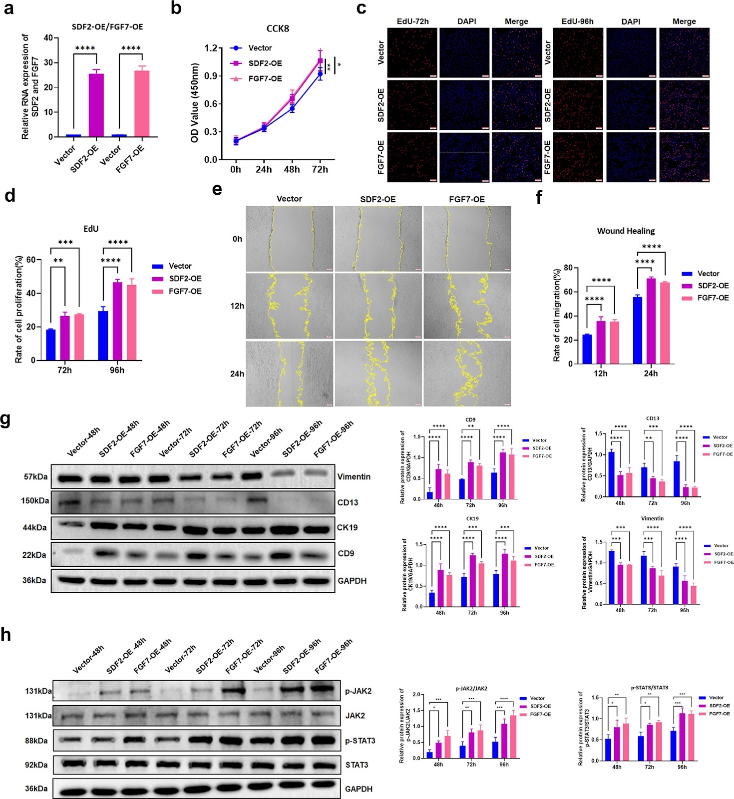 Effects of miR-210-3p/SDF2 and miR-31-5p/FGF7 from hypoxic endometrial exosomes on UCB-MSC proliferation, migration, and differentiation