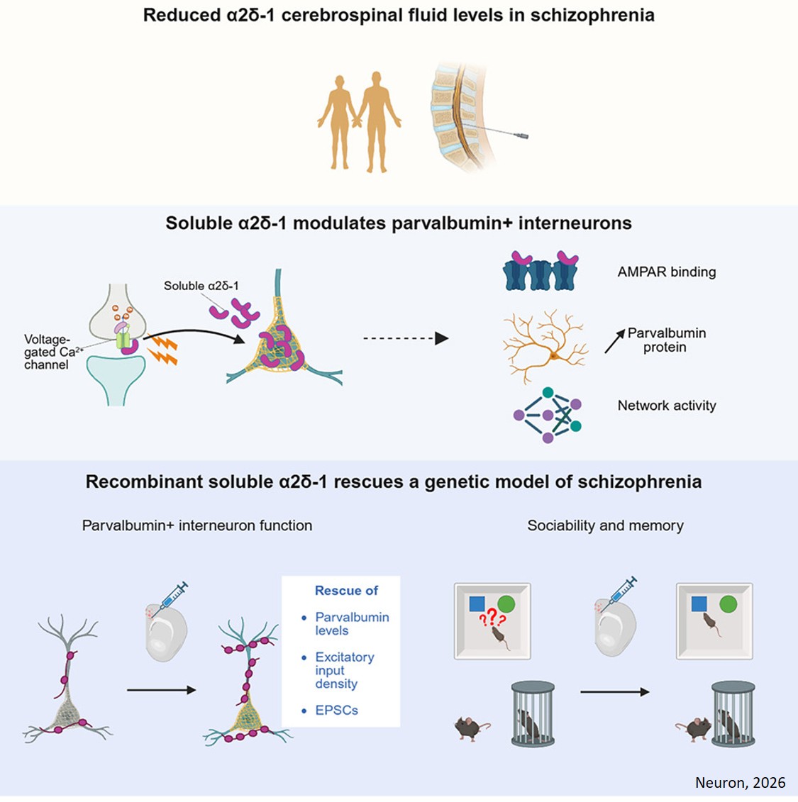 Soluble Ca2+ channel subunit rescues brain deficits in schizophrenia