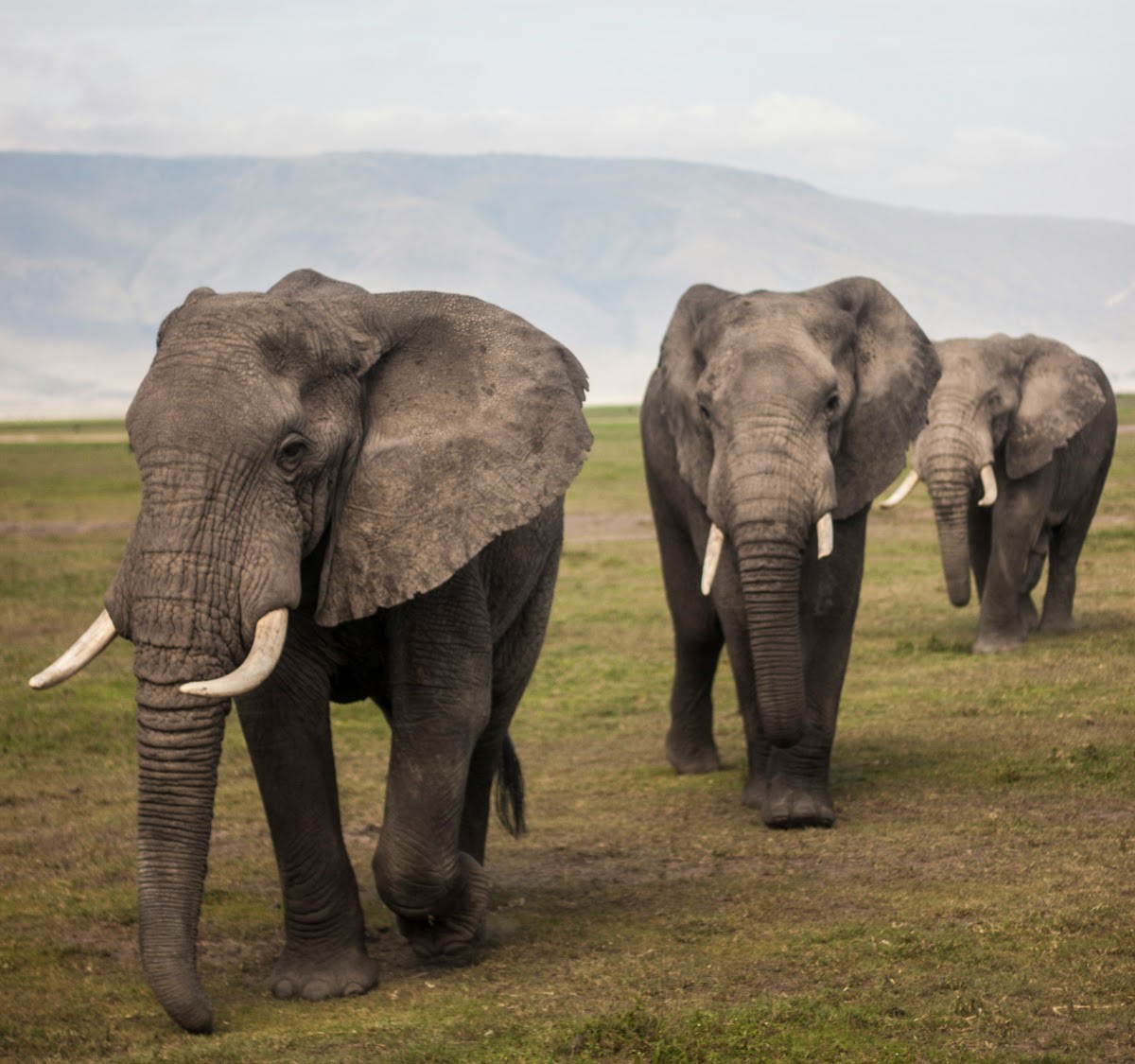 elephants on a grassland