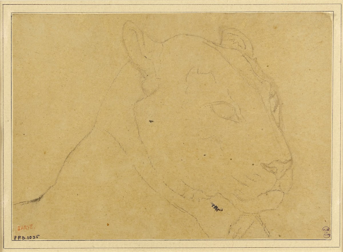 Tête de tigre 19th century