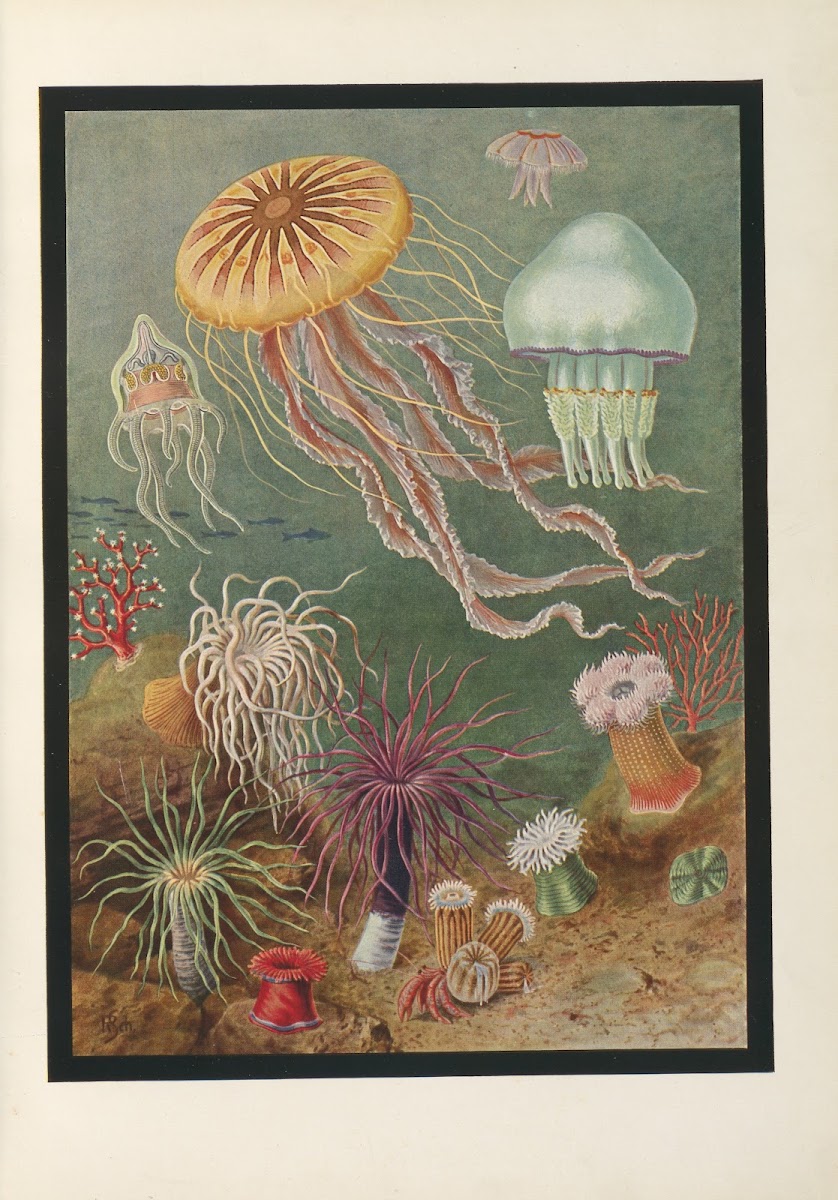 Vom Urtier zum Menschen  frontispiece 1909