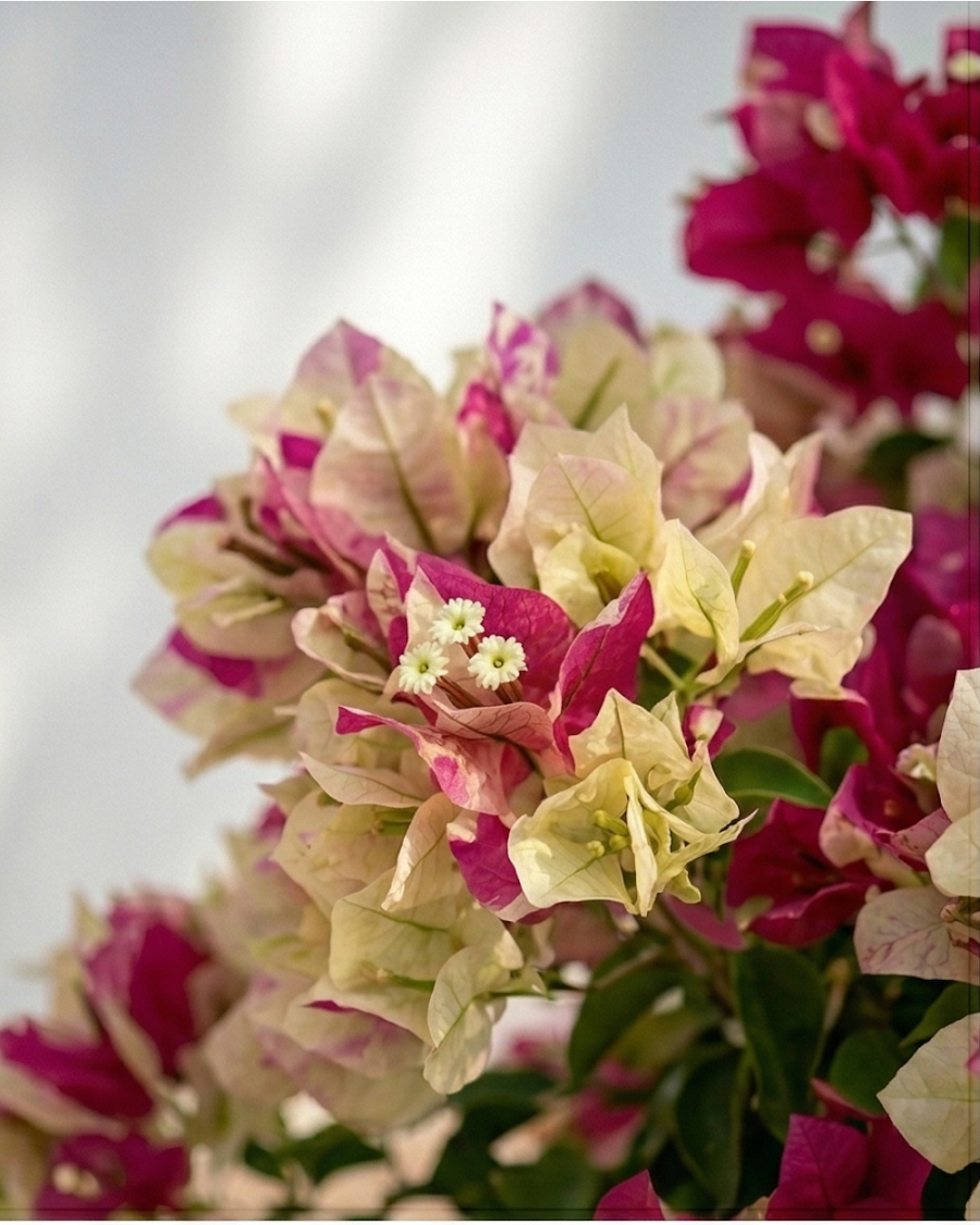 Imported Murayama Bougainvillea Plant — view 6