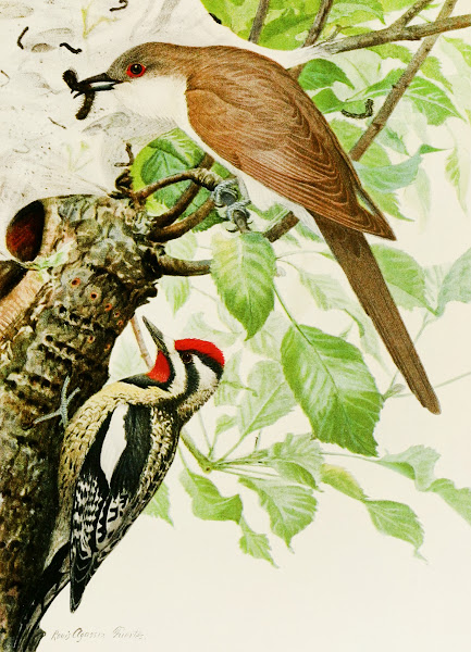 Black Billed Cuckoo Yellow Bellied Sapsucker 1858
