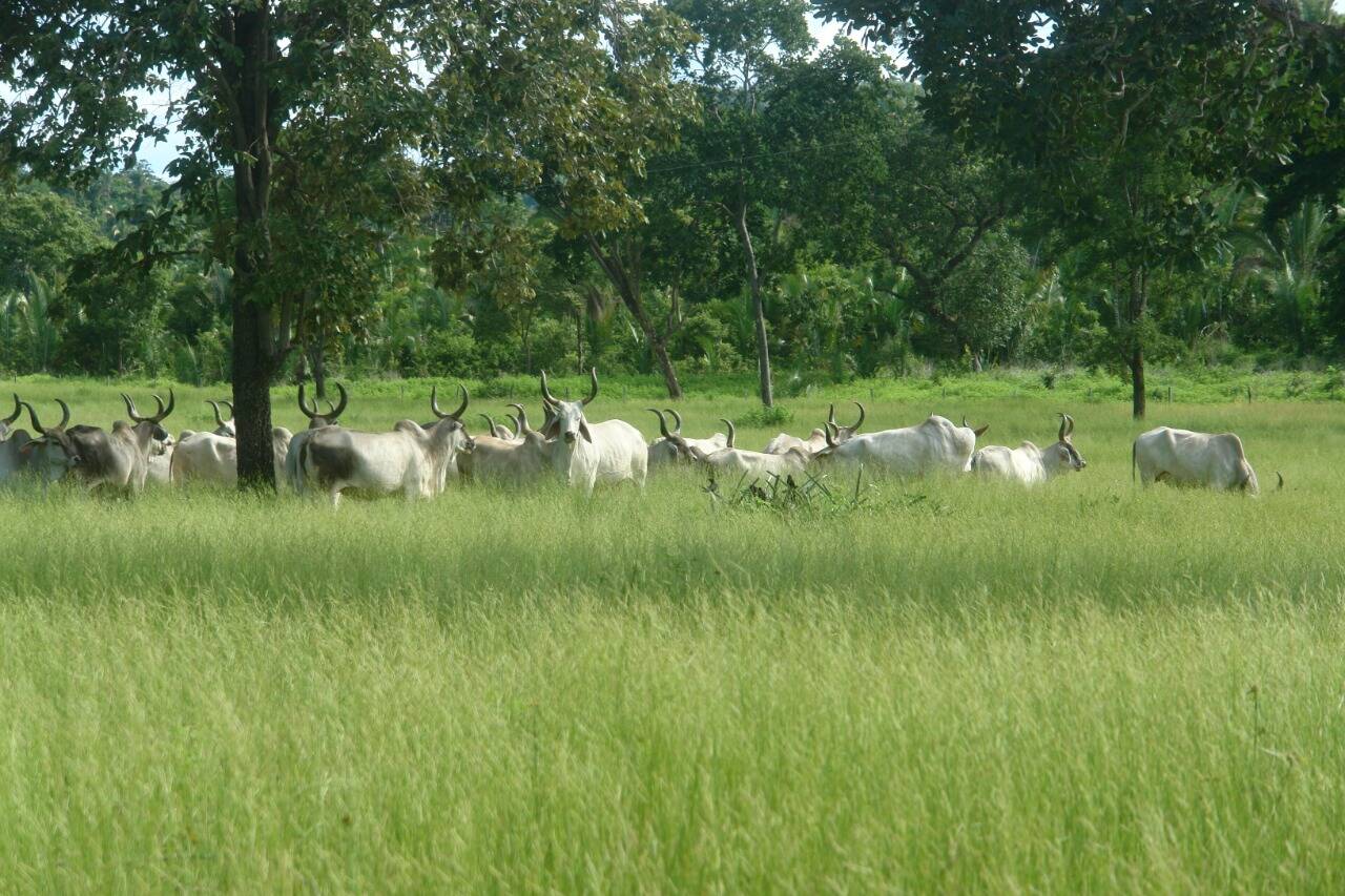 Fazenda para Gado no Município de Jussara - GO 3