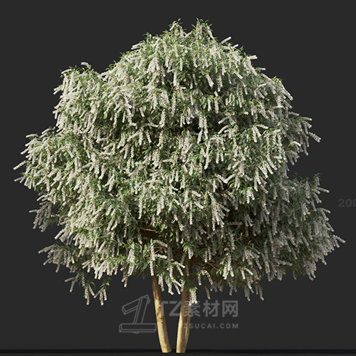 Maxtree - Plant Models Vol.60
