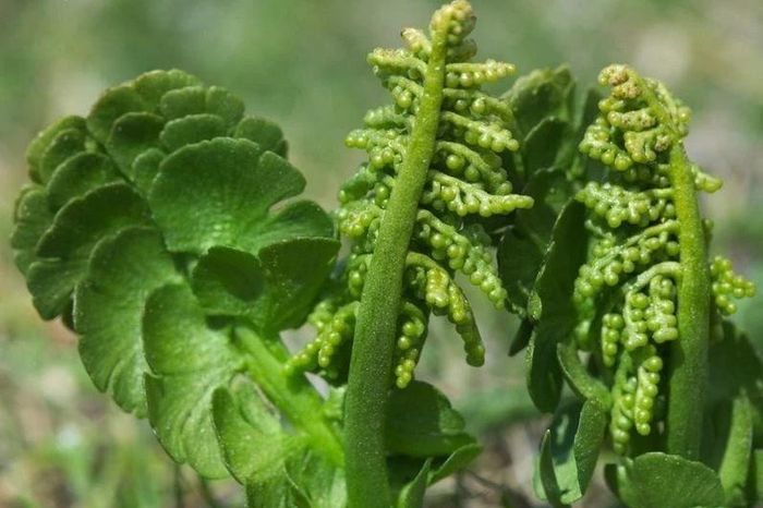 Truyền thuyết ma thuật về loài thực vật trông như đến từ hành tinh khác - Báo Tri thức &amp; Cuộc sống