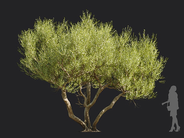 Maxtree - Plant Models Vol.113