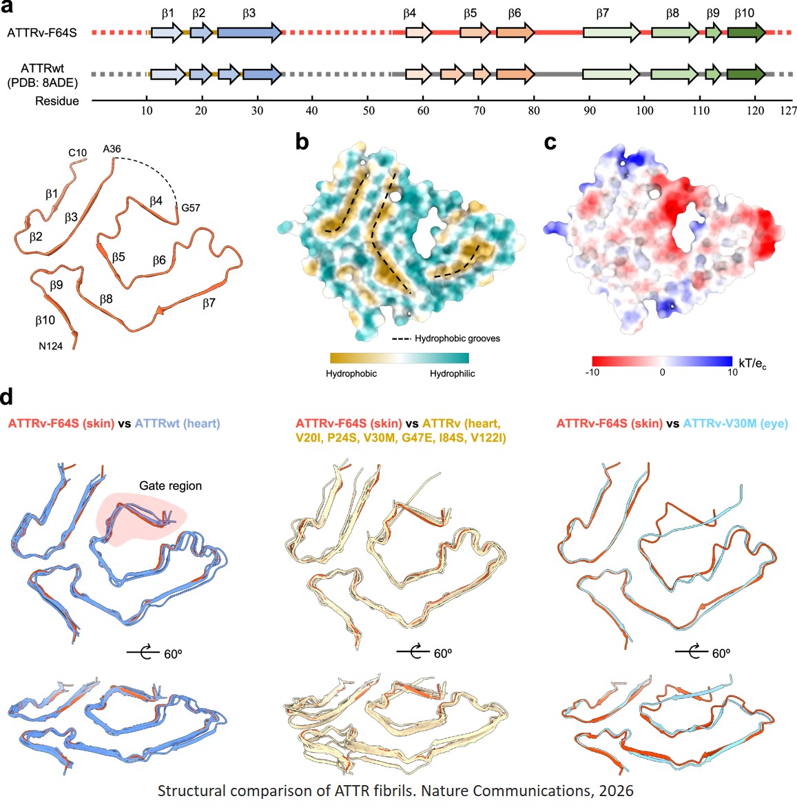 Structure of ATTRv-F64S fibrils isolated from skin tissue of a living patient