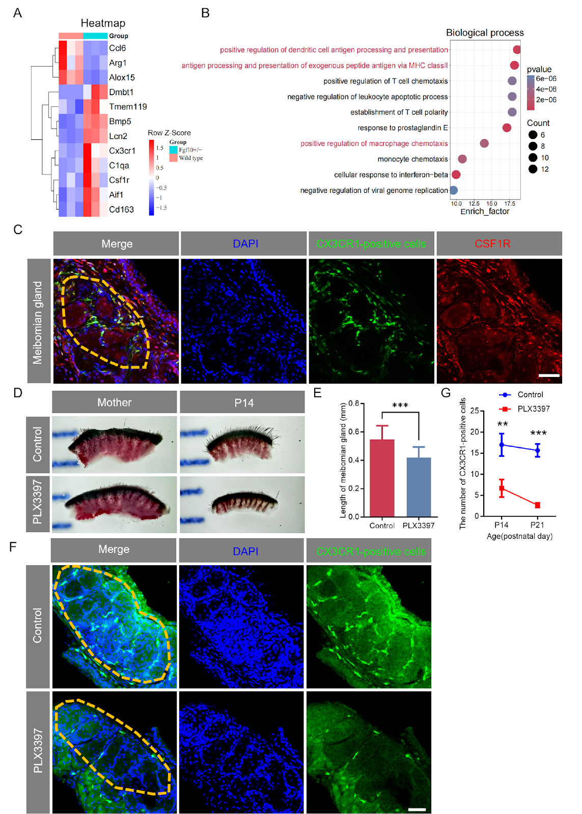 FGF10 is essential for postnatal meibomian gland development in mice