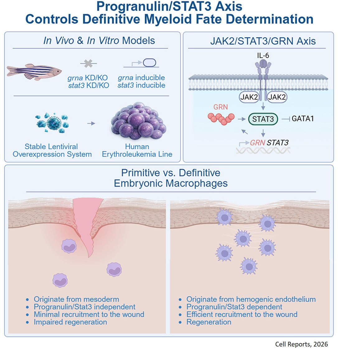 Synergistic cooperation between progranulin and Jak2/Stat3 signaling determines definitive myeloid cell fate