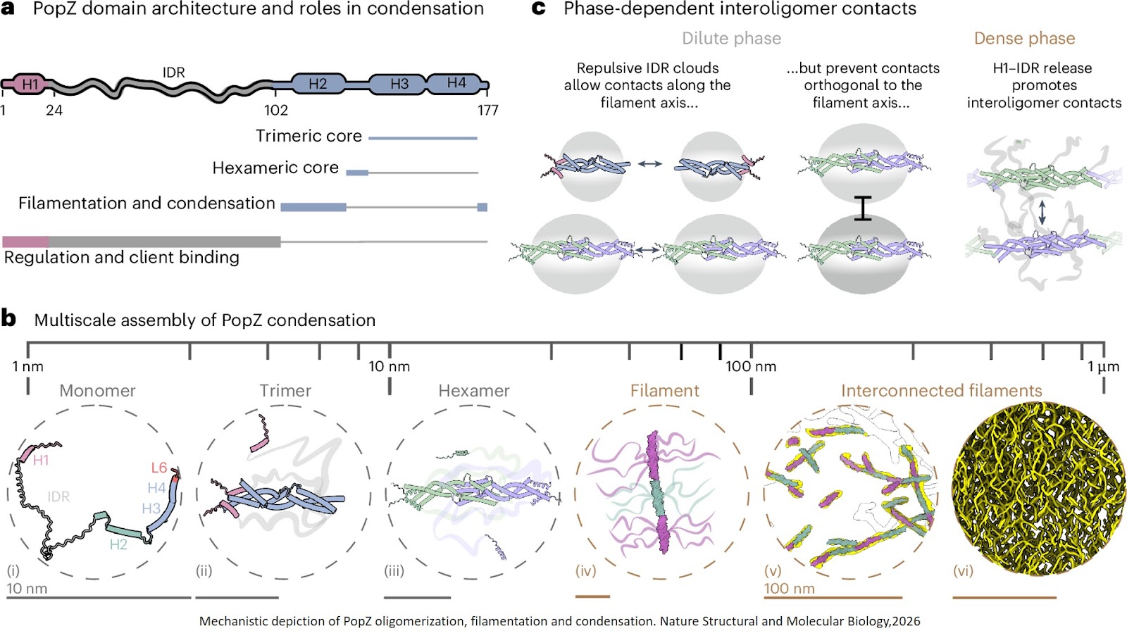Structural basis for transcriptional regulation by the cell division regulator MraZ in Mycoplasma genitalium