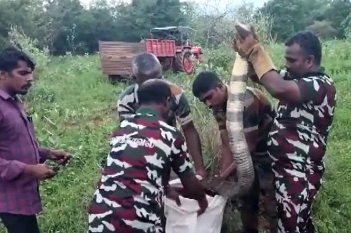 Phát hiện rắn hổ mang dài 4,6 mét trong nhà máy và màn bắt giữ gay cấn - Tạp chí Doanh Nghiệp Việt Nam