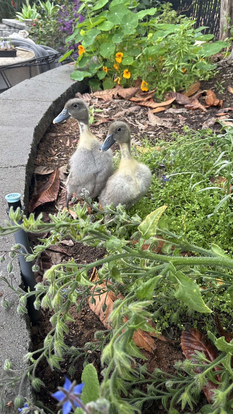 Blue Swedish Duckling