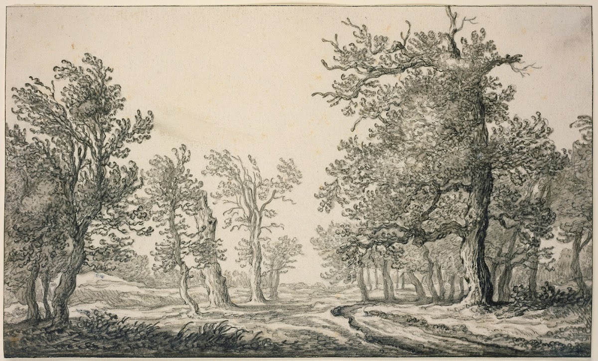 Path through an oak forest