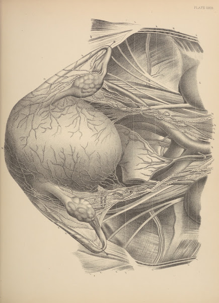 Lymphatic Vessels of the Uterus and its Appendages injected in a Woman who Died