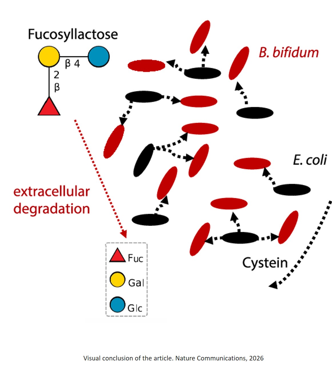 Human milk oligosaccharide mediates mutualism between Escherichia coli and Bifidobacterium bifidum