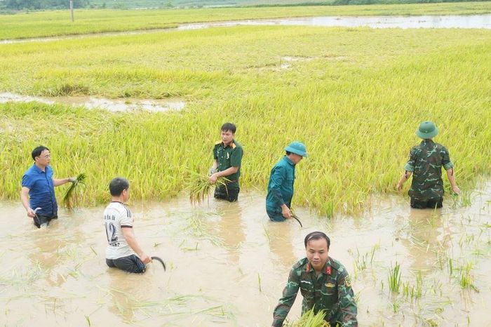 Hàng trăm cán bộ, chiến sĩ cùng dân cứu lúa giữa đồng ngập nước ở Phú Thọ - Báo Tri thức &amp; Cuộc sống