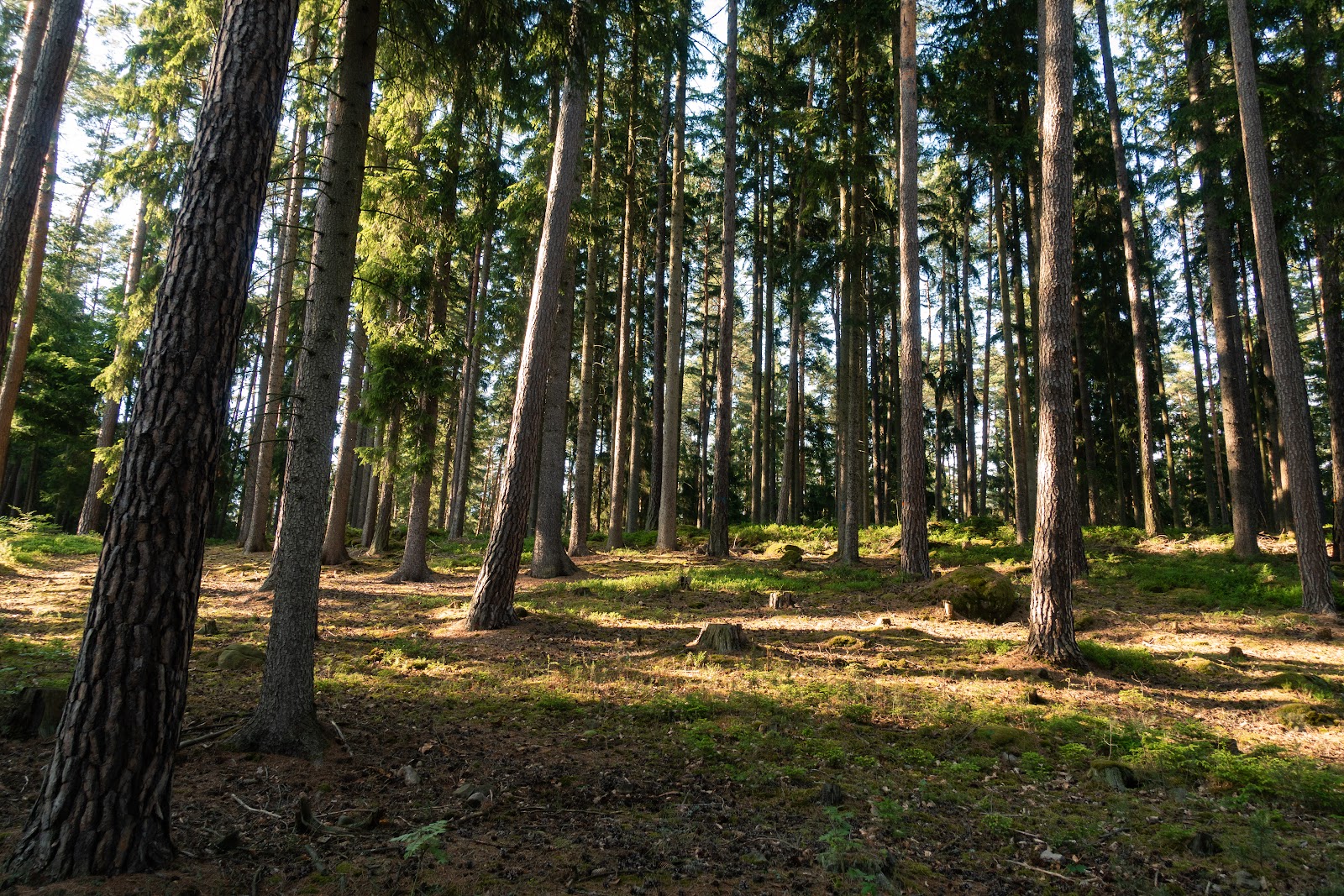 Lesní cesta hřebenovkou, třetí záběr
