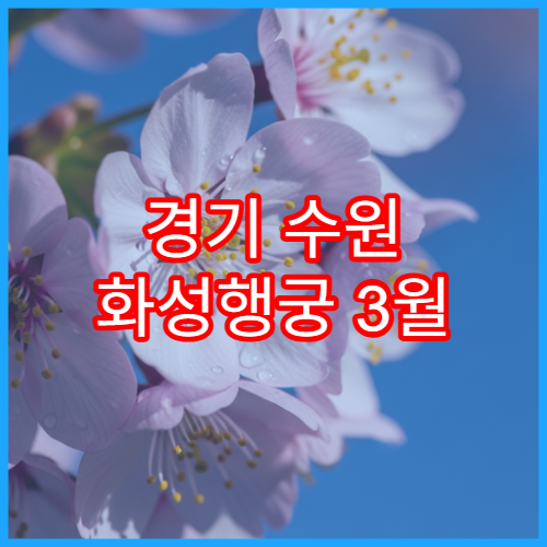 경기 수원 화성행궁 3월 벚꽃 여행 당일 코스