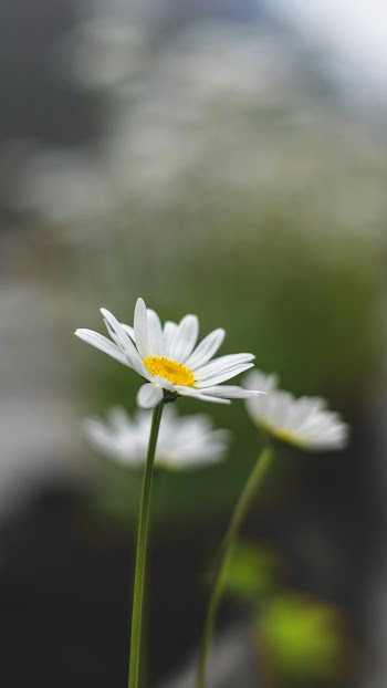 Chamomile Flower Picture