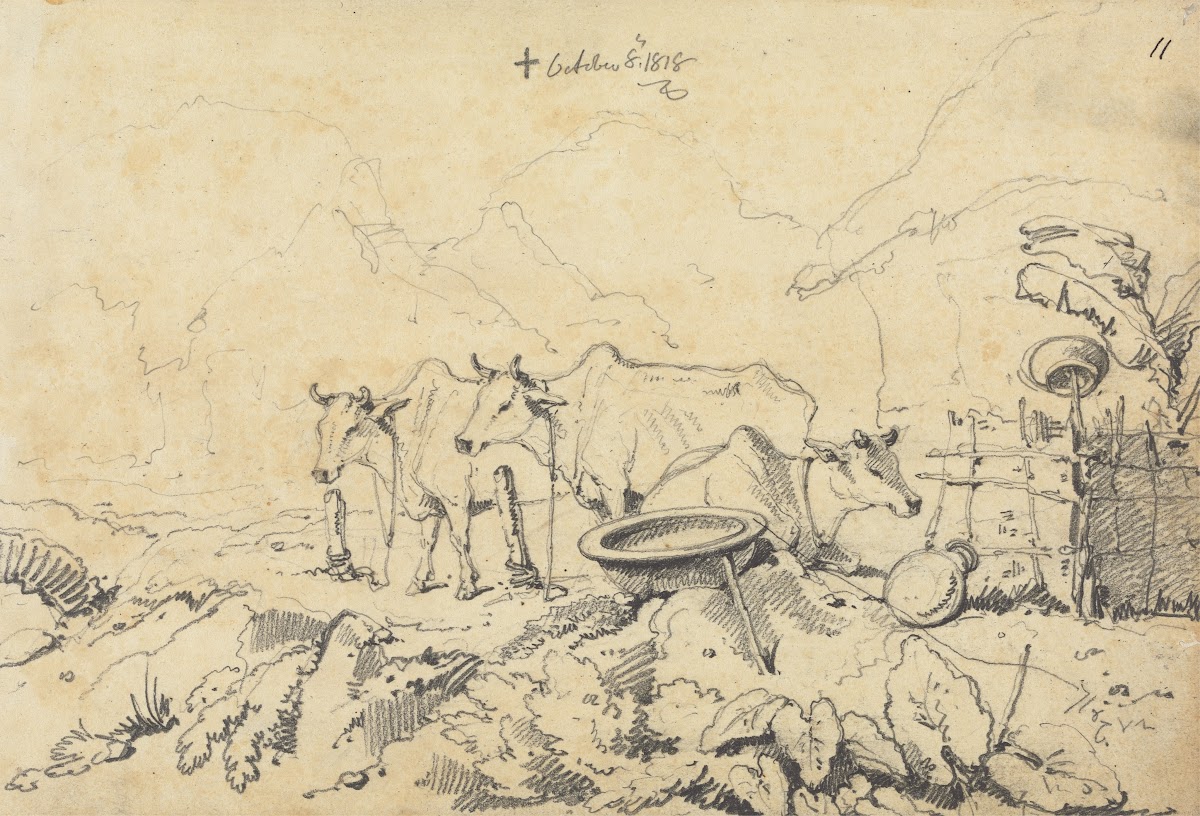 Three Cows Tethered 1818