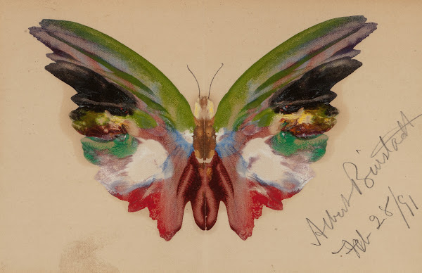 Butterfly 1891