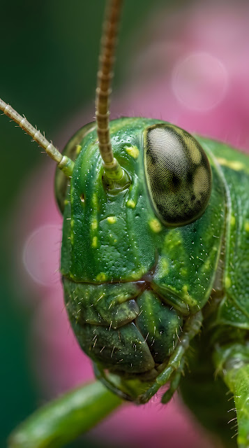 Macro Profile of a Green Grasshopper Head - Free mobile Wallpaper