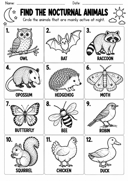 Find the Nocturnal Animals Worksheet
