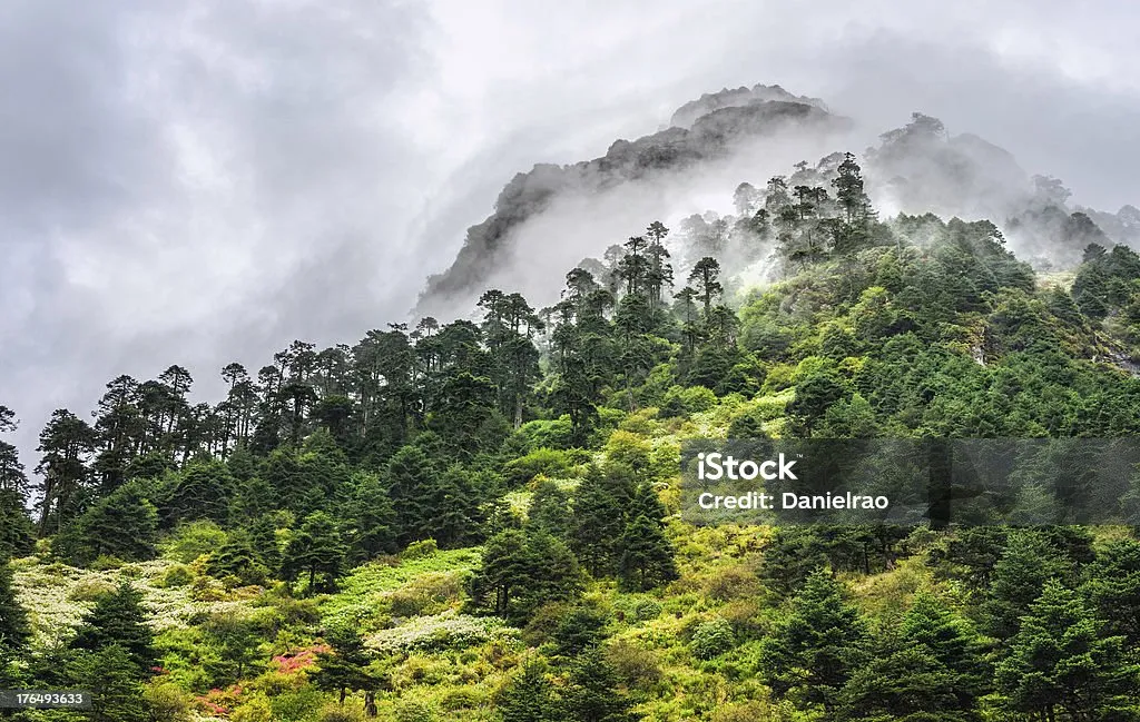 Kawang Forest
