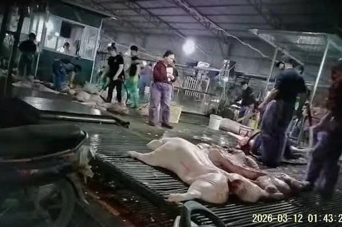 Xử lý nghiêm, không có vùng cấm trong vụ 300 tấn thịt lợn bệnh - Đài Phát thanh và truyền hình Hà Nội