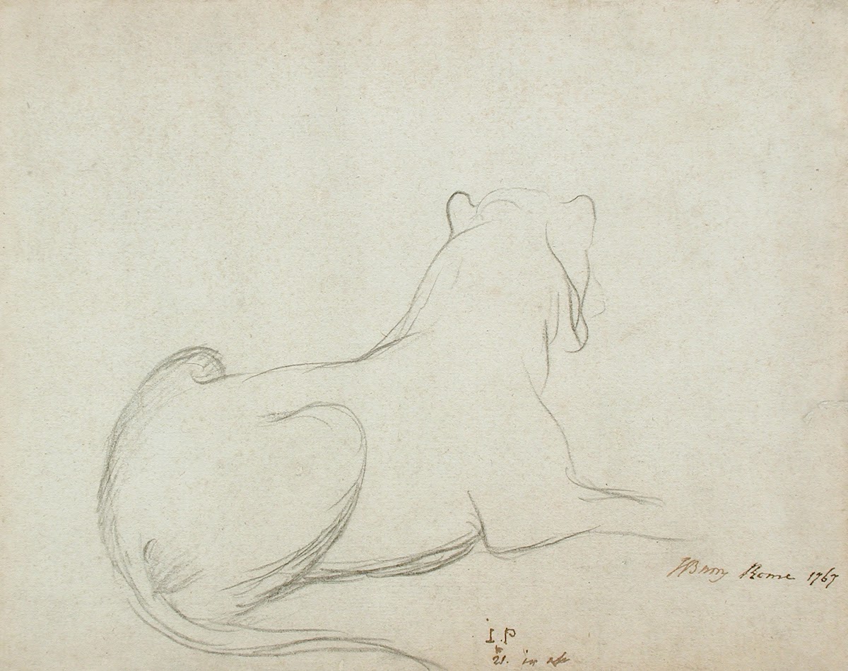 Lioness 1767