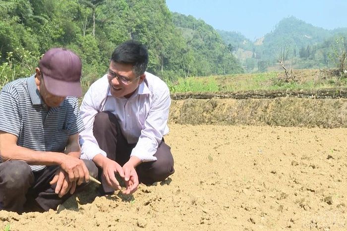 Pha Long vào vụ sản xuất mới - Báo Lào Cai