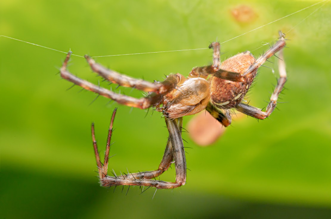 Araneus diadematus