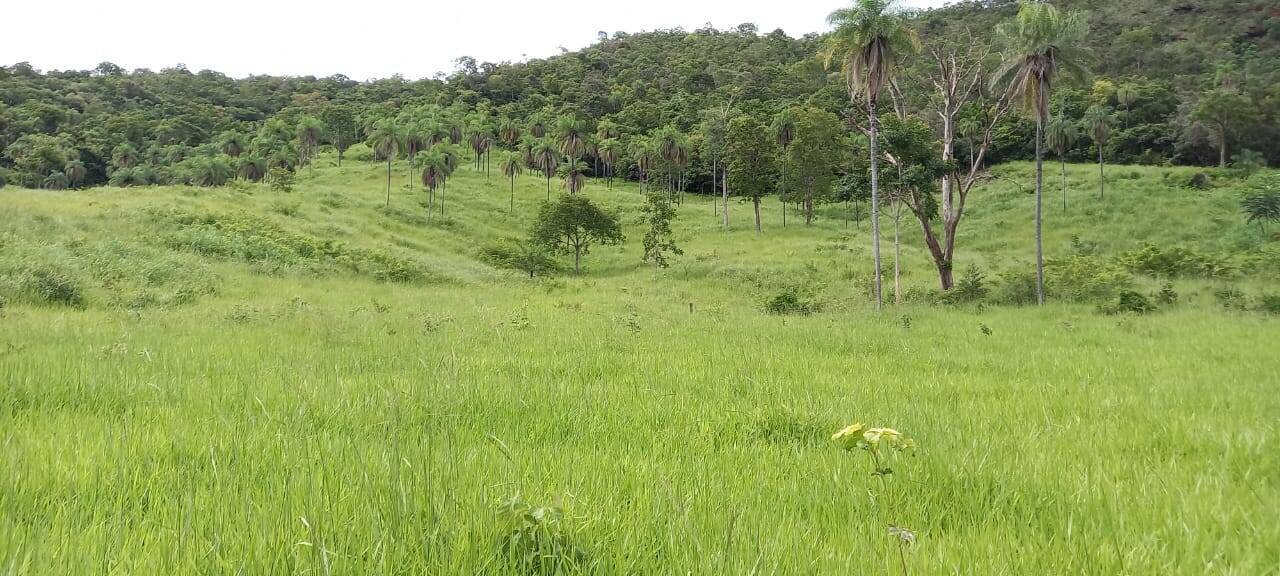 Fazenda em Palmeirópolis-TO 5