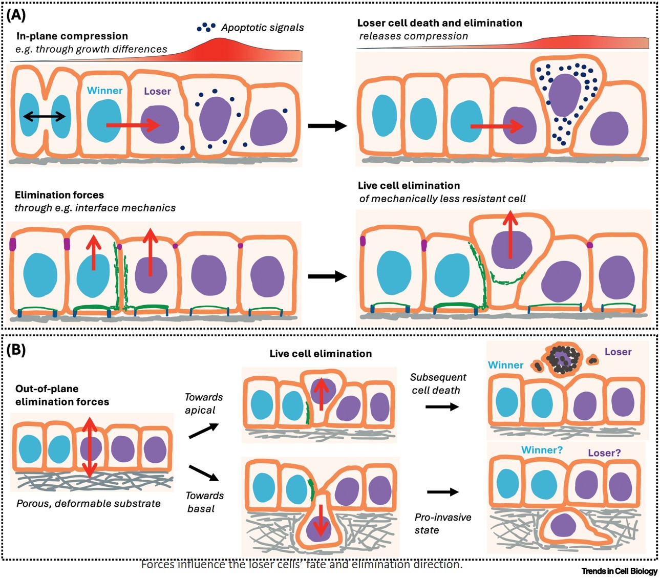 Biophysical principles of cell competition and elimination