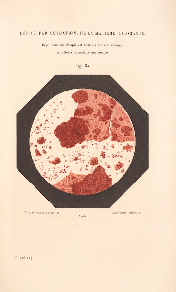 Études Sur Le Vin Pl23 1866
