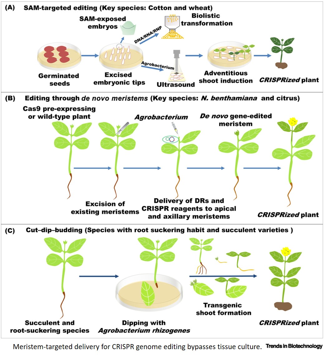 Plant CRISPR genome editing without tissue culture