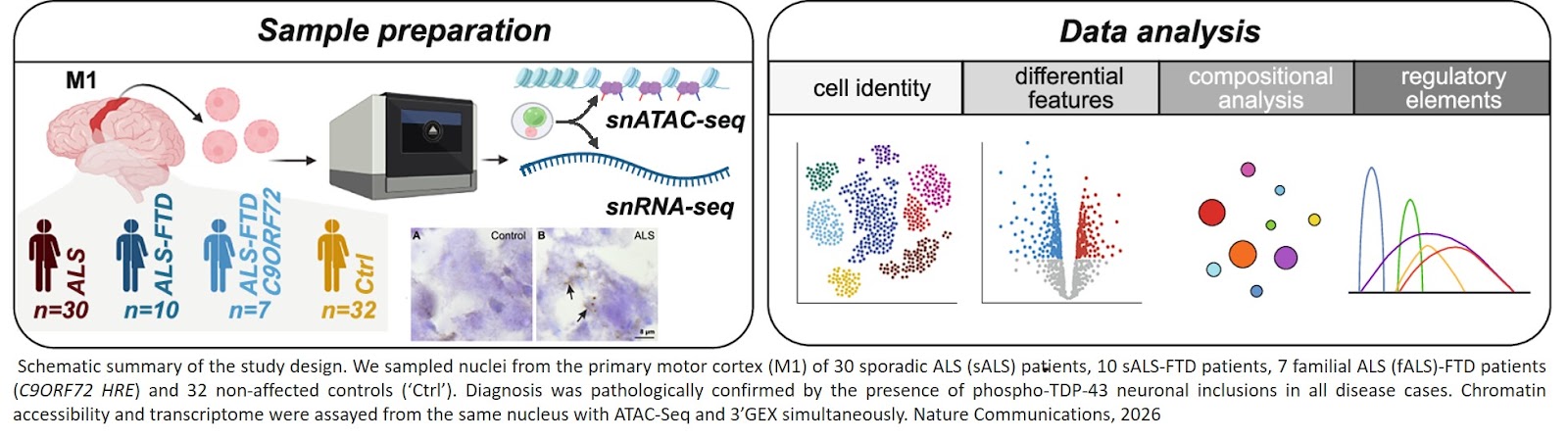 Multi-modal dissection of cell-type specific TDP-43 pathology in the motor cortex