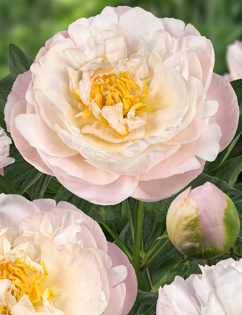 Paeonia lactiflora 'Miss America' fiore bianco giardino