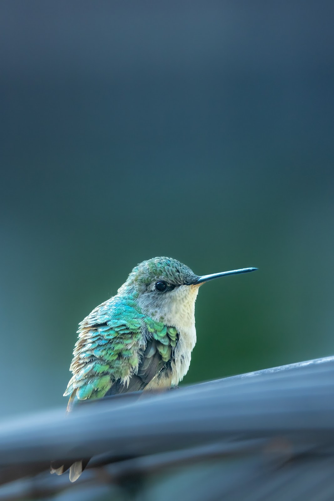 Hummingbird Picture