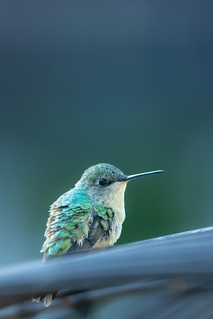 Hummingbird Picture