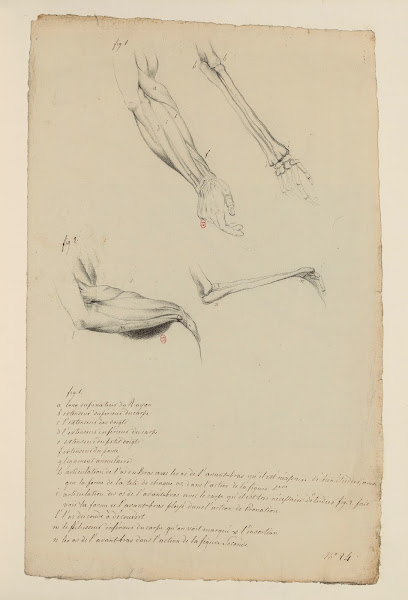 Cahiers dAnatomie Pl26 18th Century