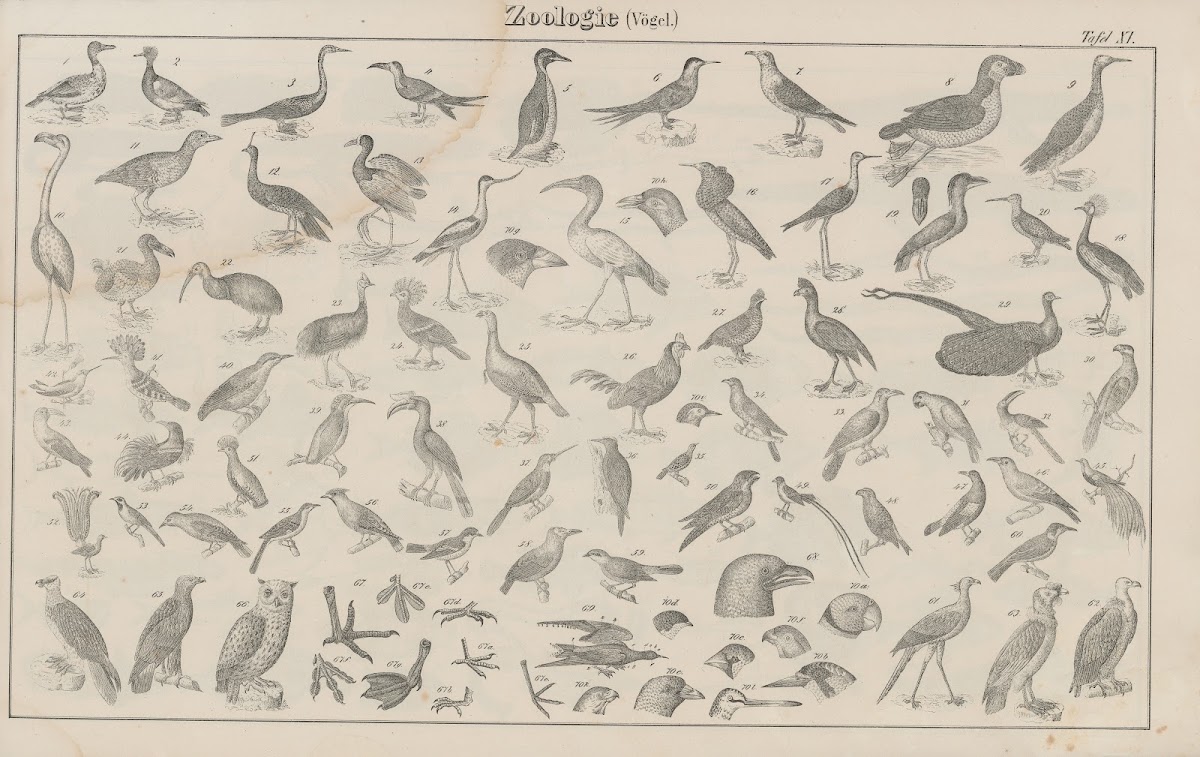 Atlas der Abbildungen Pierers Universal Lexikon Pl15 1848