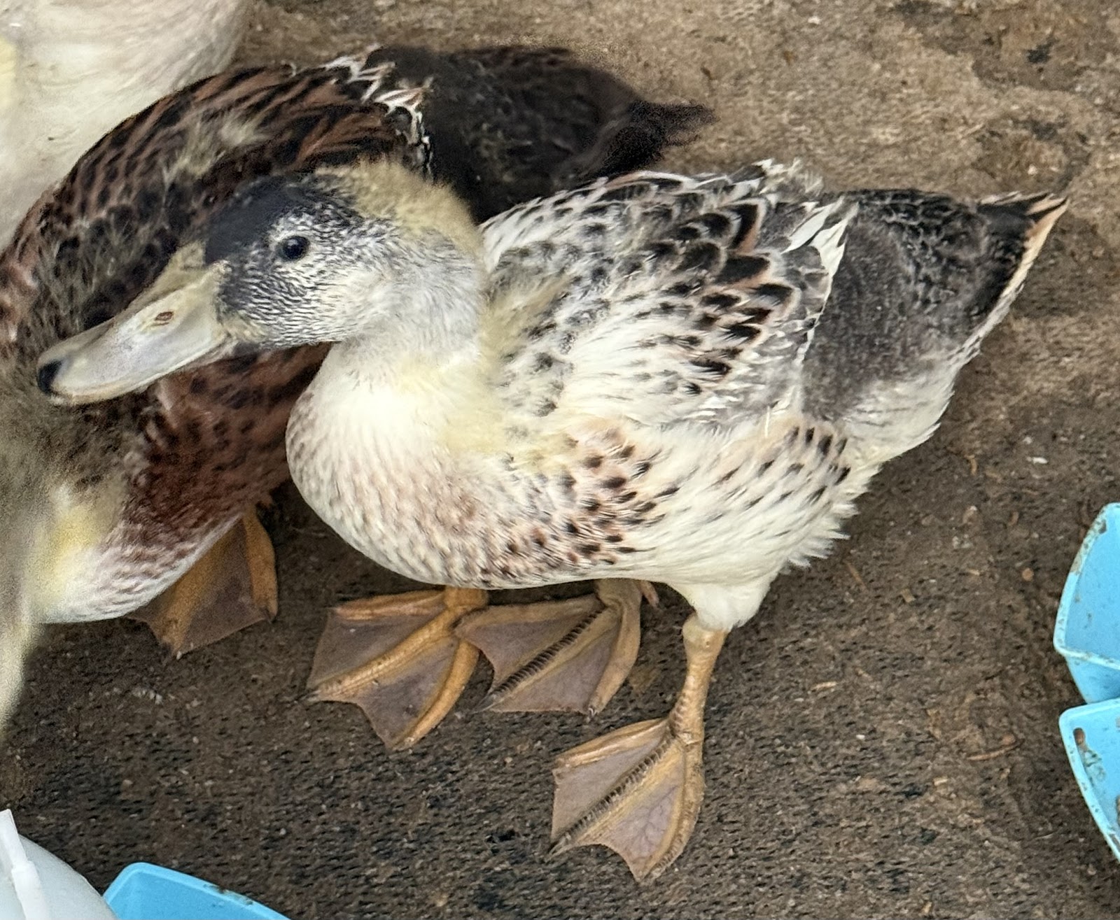 Welsh Harlequin Duckling