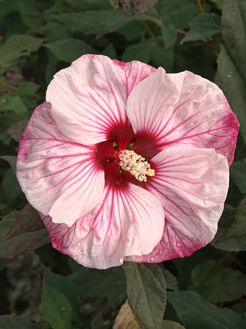Hibiscus moscheutos 'Summerific Cherry Cheesecake' in piena fioritura con grandi fiori bicolori bianchi e rossi