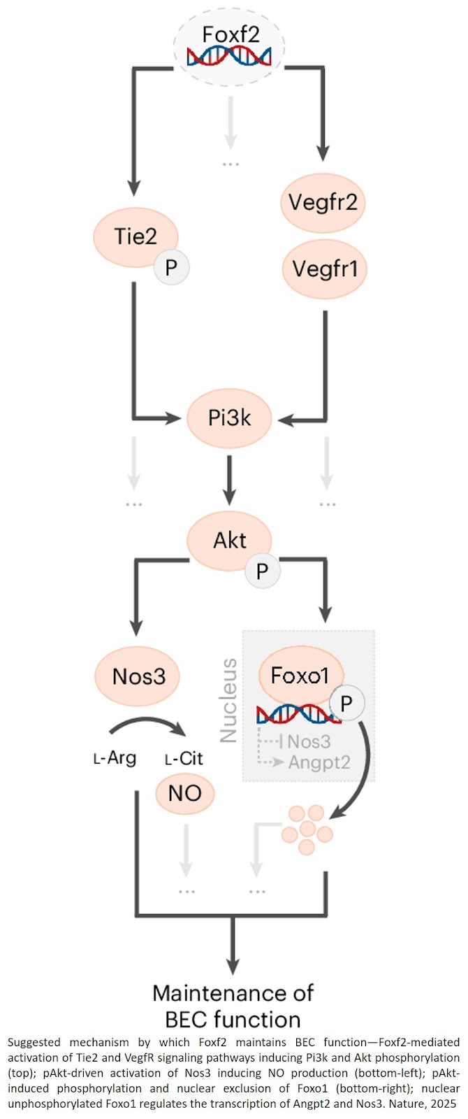 How stroke risk gene maintains brain small blood vessel function